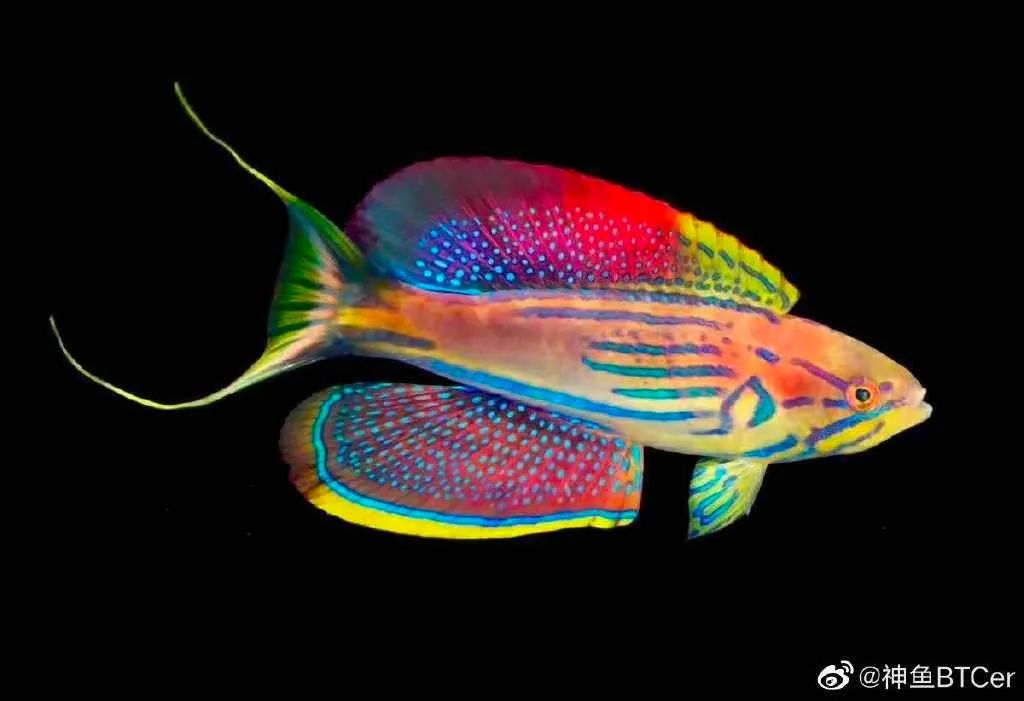 以太经典钱包和以太坊钱包_用户经验：以太坊钱包的优势与不足_以太坊钱包是去中心钱包吗